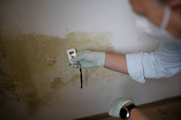 Best White Mold Remediation in Fowler, IN